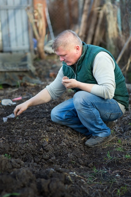 Der Mensch kultiviert die Samen von Rettich im Garten