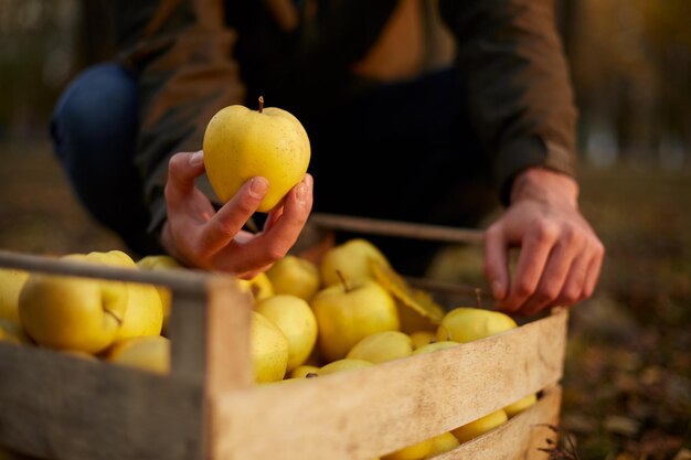 Der Mensch legt einen gelben, reifen, goldenen Apfel in eine gelbe Holzkiste beim Erzeuger des Obstgartens, der einerntet