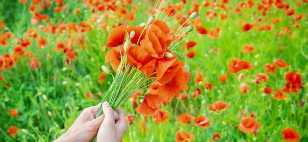 Der Mensch sammelt einen Strauß Wildblumen. Mohnblumen