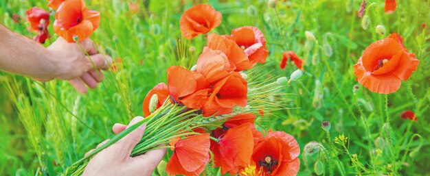 Der Mensch sammelt einen Strauß Wildblumen. Mohnblumen