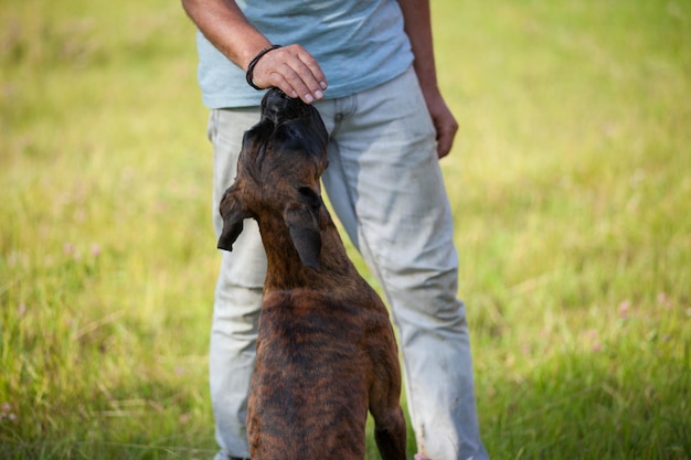 Der Mensch trainiert den Boxerhund aus der Nähe