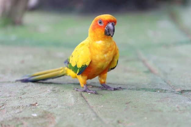 Der Mini-Papageienvogel auf dem Boden