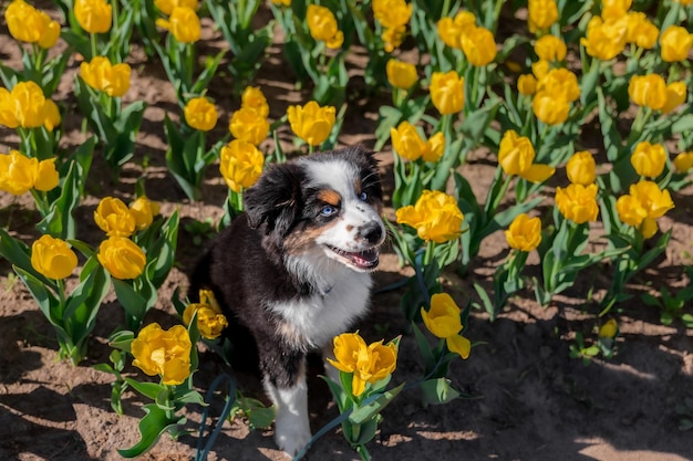 Der Miniature American Shepherd Welpe in Tulpen. Hund auf dem Blumengebiet. Blühen. Frühling