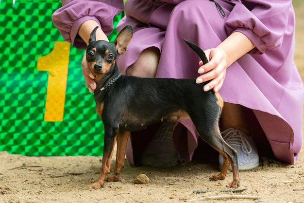Der Miniaturpinscher der Zwergpinscher bei einer Hundeausstellung Nahaufnahme