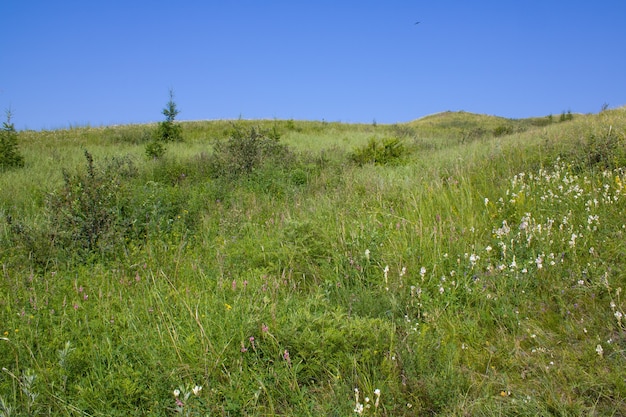 Der mit grünem Gras und Wildblumen bewachsene Hügel Sommerlandschaft