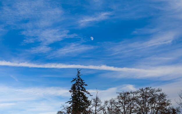 Der Mond in den Wolken und den Bäumen