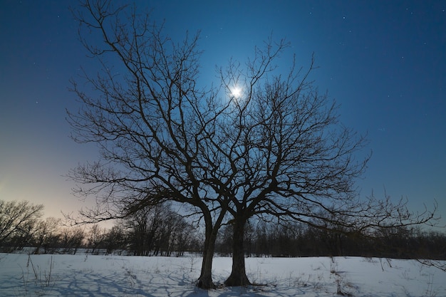 Der Mond scheint im Winter durch die Zweige eines Baumes gegen den nächtlichen Sternenhimmel.