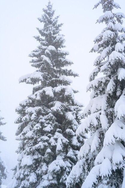 Der Morgennebel im Wald und weißer Schnee