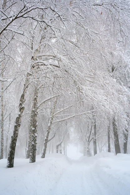 Der Morgennebel im Wald und weißer Schnee