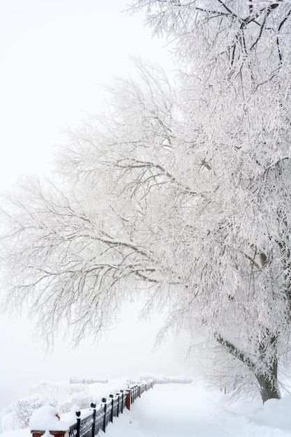 Der morgennebel im wald und weißer schnee