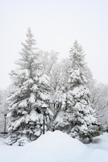 Der Morgennebel im Wald und weißer Schnee