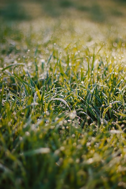 Der Morgentau fällt auf frisches grünes Gras