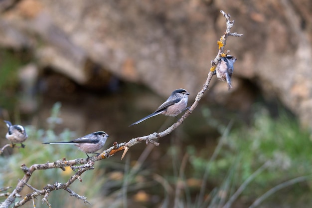 Der Mythos ist eine Sperlingsvogelart aus der Familie der Aegithalidae