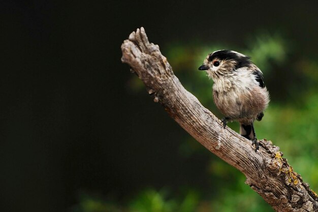 Der Mythos ist eine Sperlingsvogelart aus der Familie der Aegithalidae