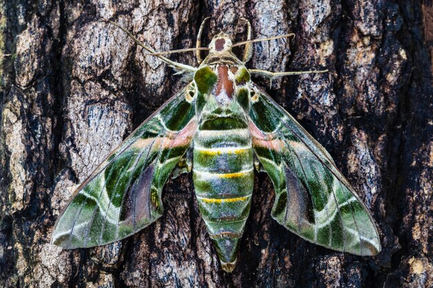 Der Nachtschmetterling auf der Rinde.