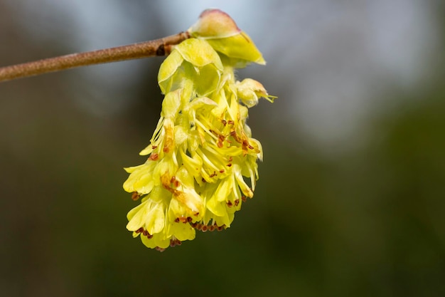 Foto der name des makro-schönen corylopsis spicata-blumenkönigreichs ist plantae-familienname ist hamamelidaceae-schrei