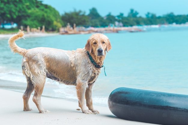 Der nasse Hund am Strand.