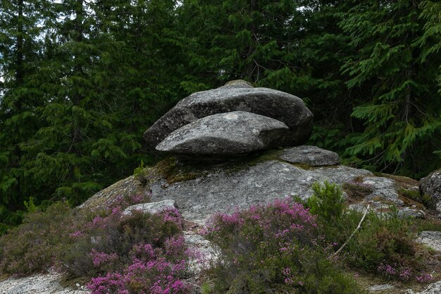 Der Nationalpark PenedaGeres liegt im Norden Portugals. Seine schroffen Hügel sind die Heimat von Hirschen, Wölfen und Steinadlern. Zu den Wanderwegen gehört eine von Sehenswürdigkeiten gesäumte Römerstraße