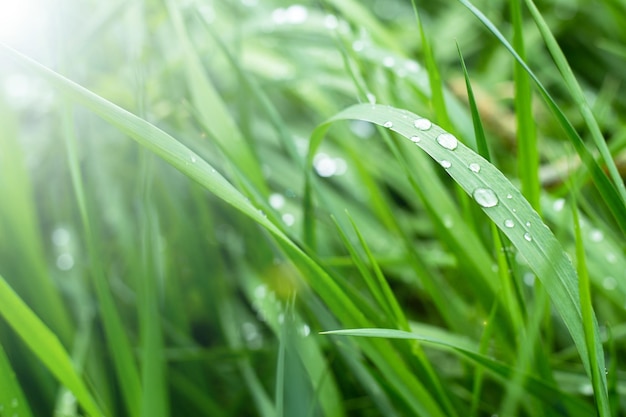 Der natürliche Hintergrund ist grünes Gras mit Tautropfen auf einem defokussierten Hintergrund