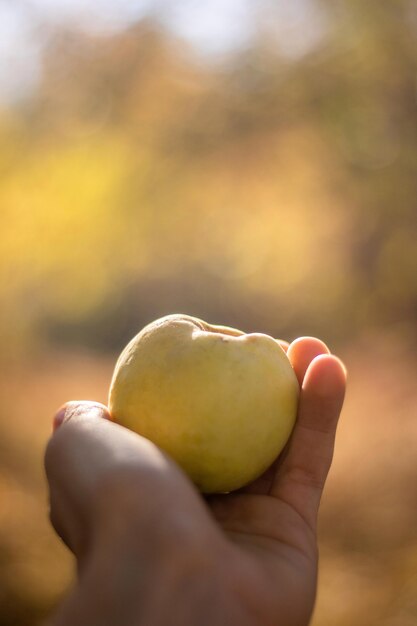 Der Natur einen Apfel geben