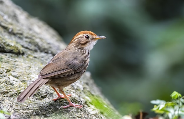 Der niedliche kleine Puffthroated-Schwätzer oder der gefleckte Schwätzer, der auf dem Felsen Thailand hockt