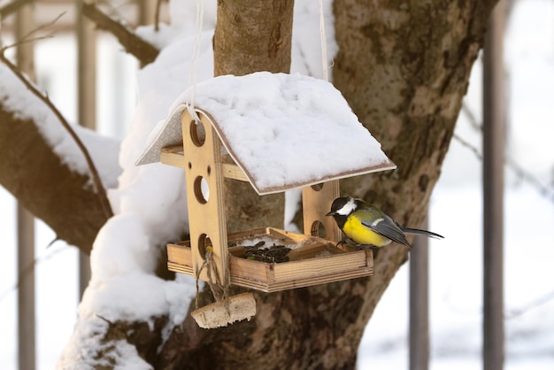 Der niedliche Meisevogel sitzt im Vogelhäuschen in Form eines Hauses mit einem schneebedeckten Dach an kalten Wintertagen