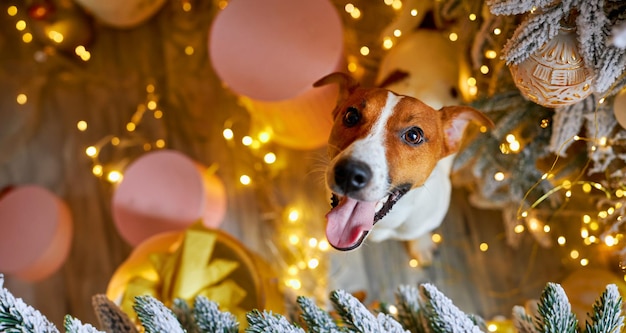 Foto der niedliche und lustige jack russell terrier wartet zu hause auf die feiertage