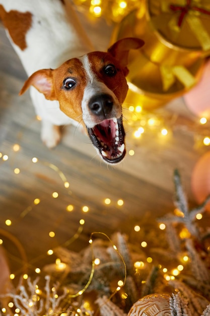 Der niedliche und lustige Jack Russell Terrier wartet zu Hause auf die Feiertage