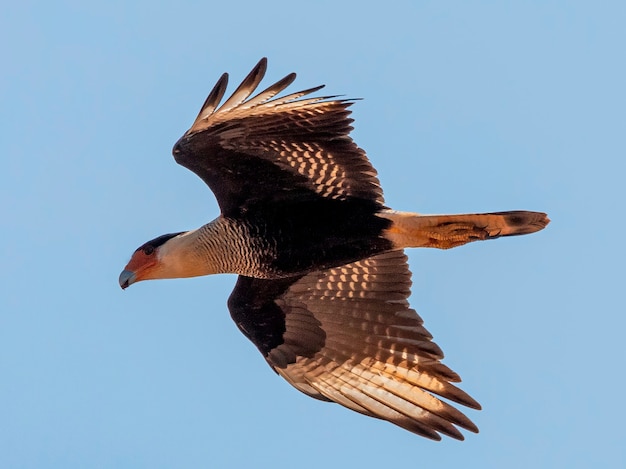 Der nördliche Kammkarakara Caracara Cheriway