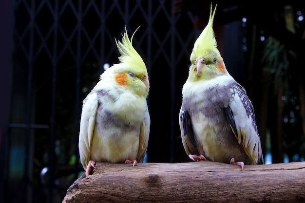 Der Nymphensittich, auch als Weiro-Vogel oder Steinbruch bekannt