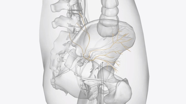 Der obere Gesäßnerv ist für die Innervation des Gluteus medius verantwortlich