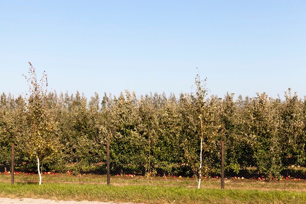 Der Obstgarten, in dem Äpfel angebaut werden