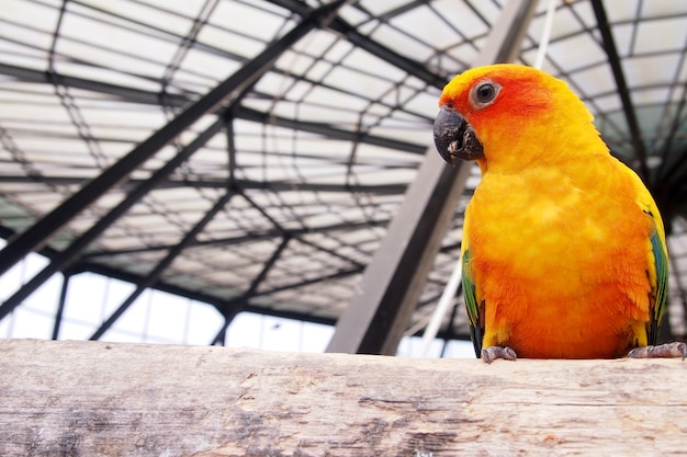 Der orangefarbene Kakadu im Käfig sieht glücklich aus.