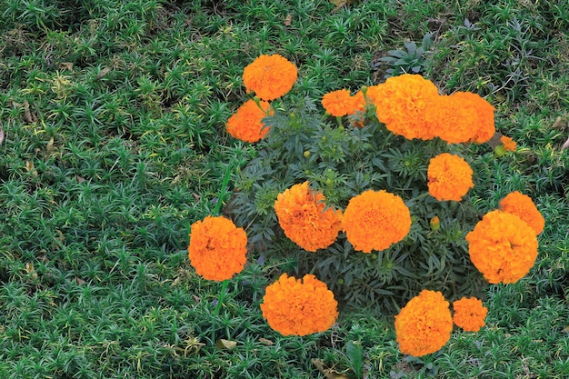 Der orangefarbene Nelkenbusch wird im Sonnenschein eines Sommertages gebadet Zine-Blumengrünhintergrund