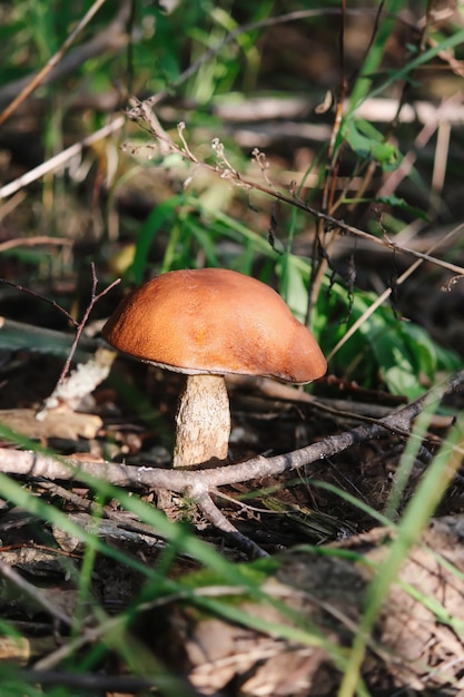 Der Orangenschalenbirkenpilz wächst im wilden Wald.