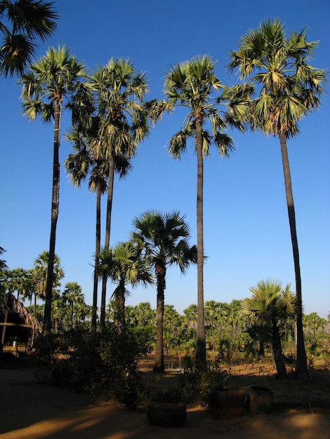 Der Palmenwald in Myanmar