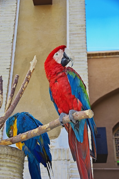 Der Papagei in Yazd, Iran