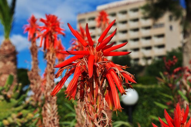 Der Park in Limassol Zypern