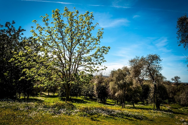 Der Park von Monserrato Sassari an sonnigen Tagen