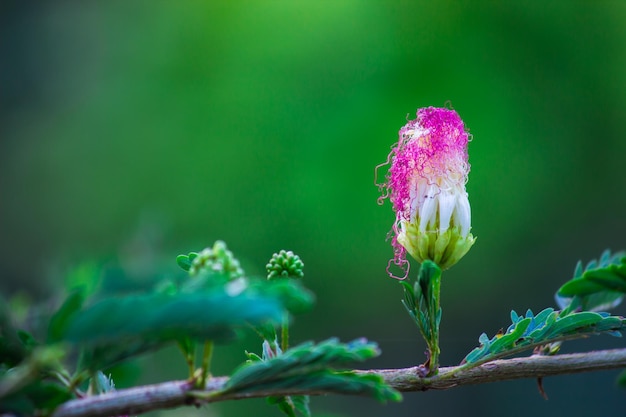 Der persische Seidenbaum oder rosa Seidenbaum ist eine Baumart aus der Familie der Fabaceae