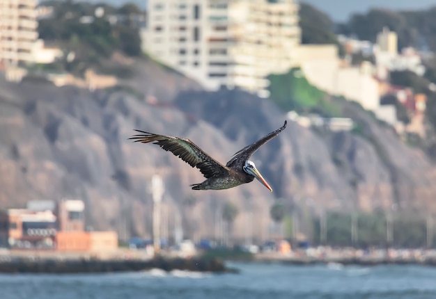 Der peruanische braune Pelikan fliegt über den Pazifik mit der Küste im Hintergrund. Lima, Peru. Südamerika.