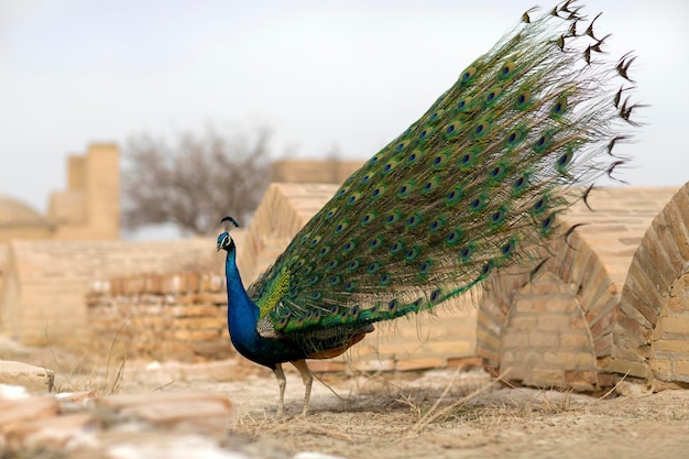 Der Pfau mitten auf einem Friedhof in Buchara