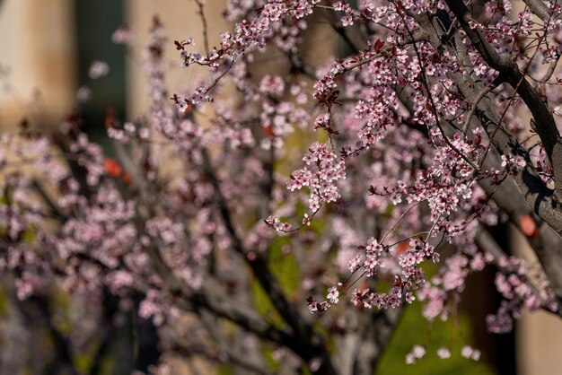 Der Pflaumenbaum blüht im Frühling