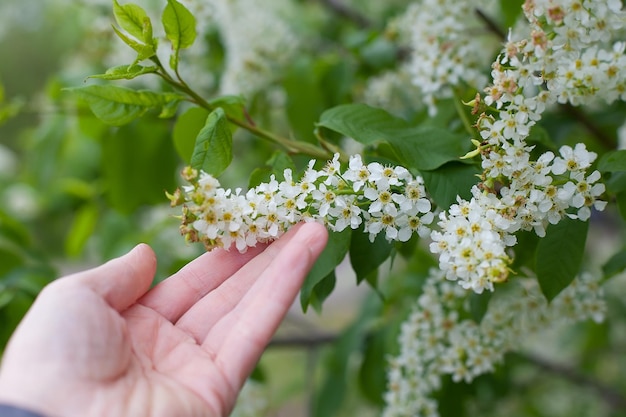 Der Pflaumenbaum ist in voller Blüte mit wunderschönen weißen Blüten im zeitigen Frühjahr