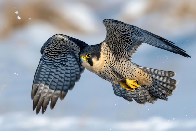 Der Pilgerfalke in vollem Flug mit ausgestreckten Flügeln schneidet mühelos durch die Luft