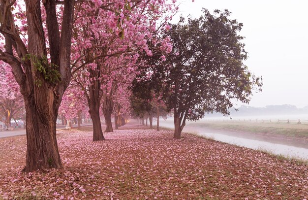 Der Pink Chompoo Panthip blüht im Park