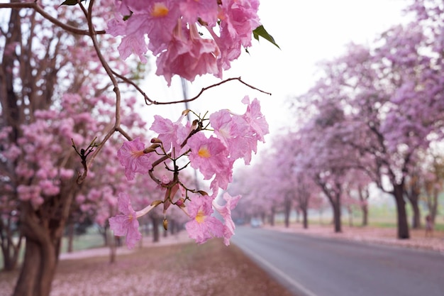 Der Pink Chompoo Panthip blüht im Park