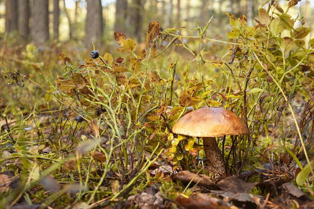 Der Podosinovik-Pilz versteckte sich im Graslebensraum