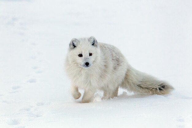 Der Polarfuchs im Winterfell, Vulpes lagopus, Svalbard, Longyearbyen
