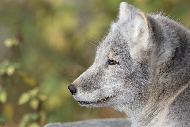 Der Polarfuchs - Vulpes lagopus - erwachsenes Tierportrait mit weichem natürlichen Hintergrund